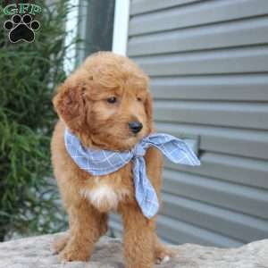Dirk, Goldendoodle Puppy